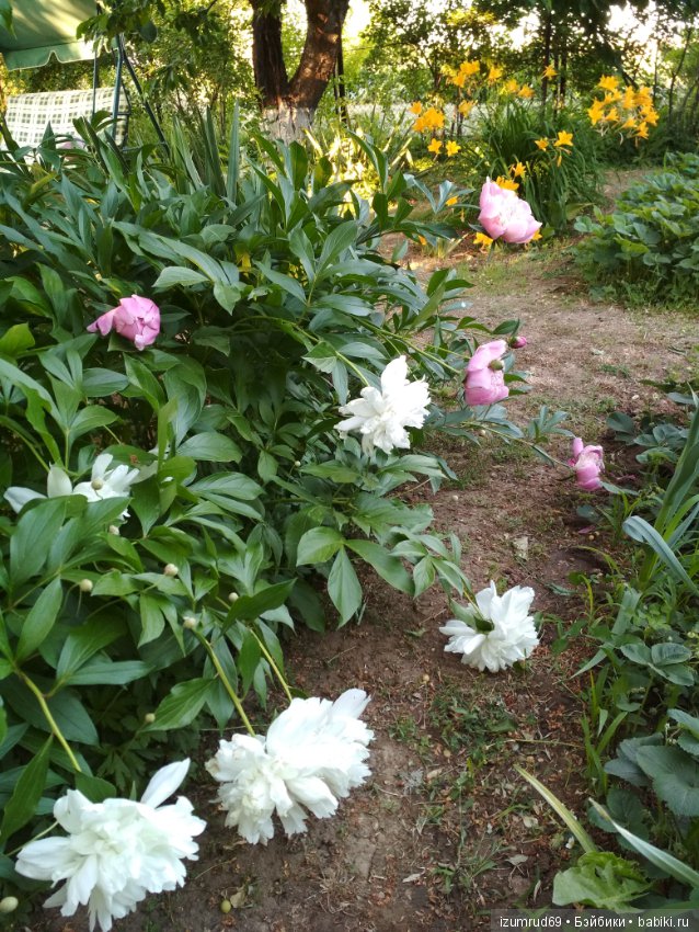 Прекрасные мгновения весны