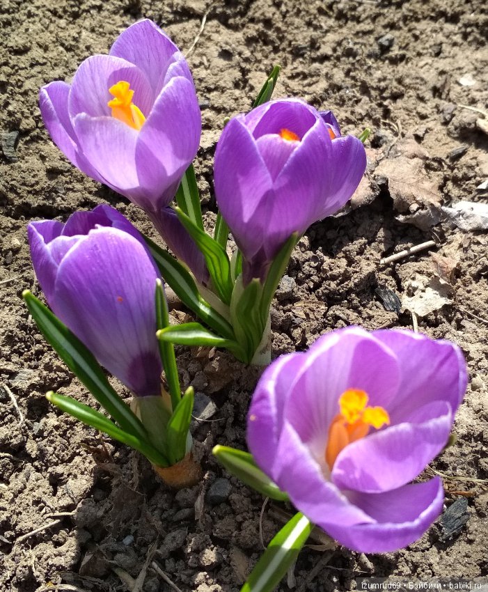 Прекрасные мгновения весны (фото 3)