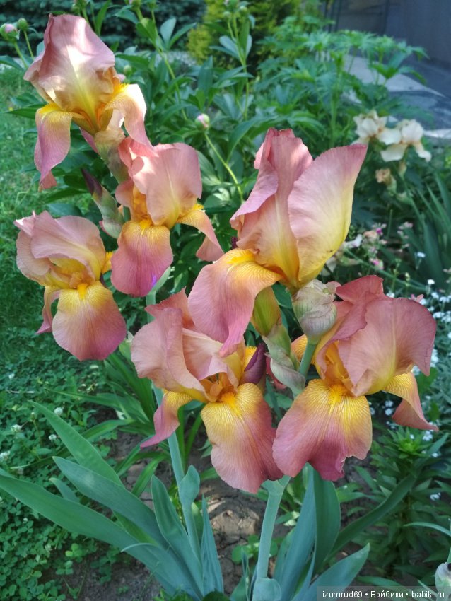 Прекрасные мгновения весны