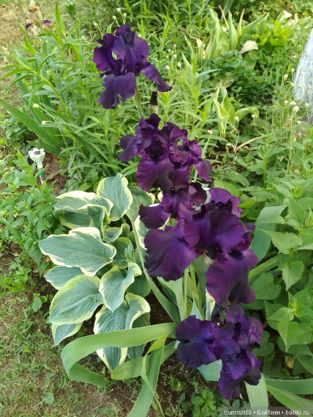 Прекрасные мгновения весны