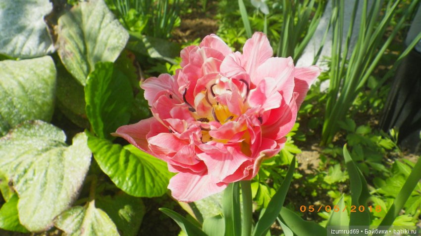 Прекрасные мгновения весны