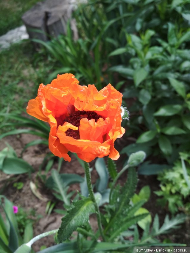 Прекрасные мгновения весны