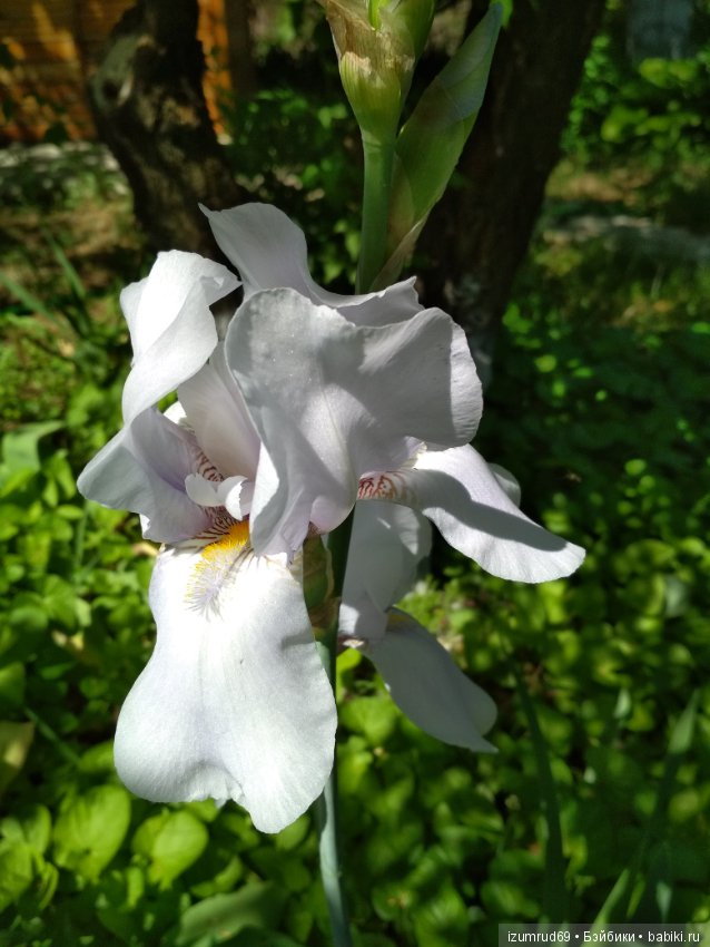 Прекрасные мгновения весны