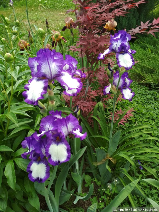 Прекрасные мгновения весны