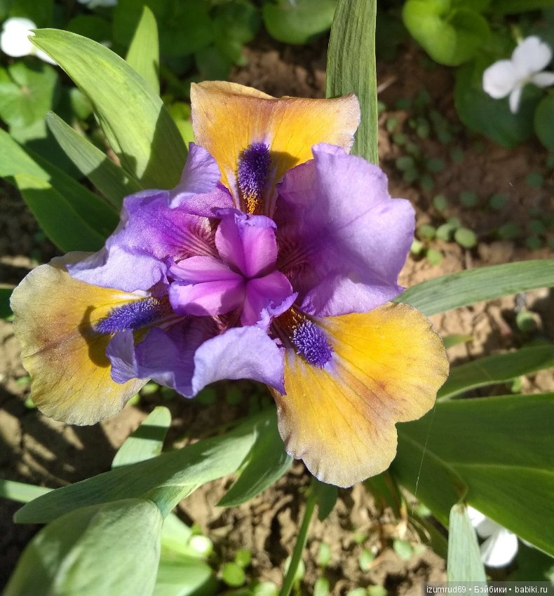 Прекрасные мгновения весны