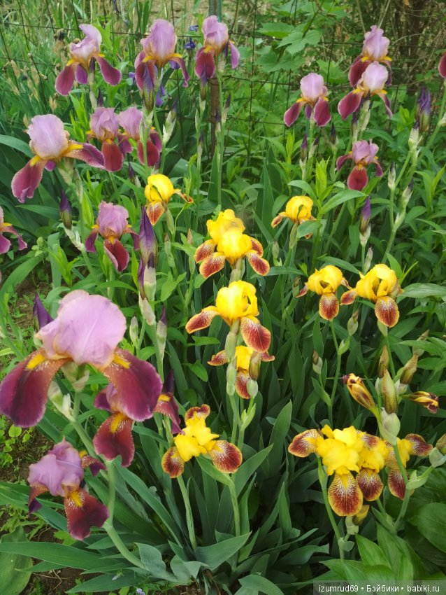 Прекрасные мгновения весны