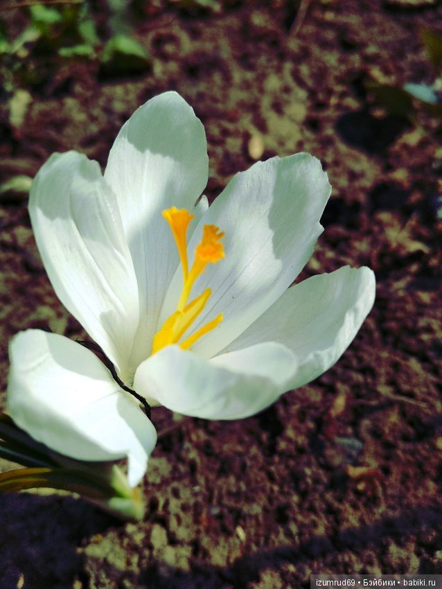 Прекрасные мгновения весны