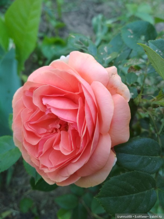 Прекрасные мгновения весны