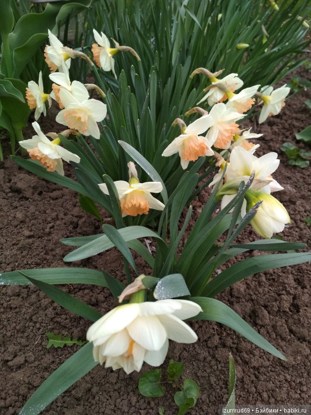 Прекрасные мгновения весны