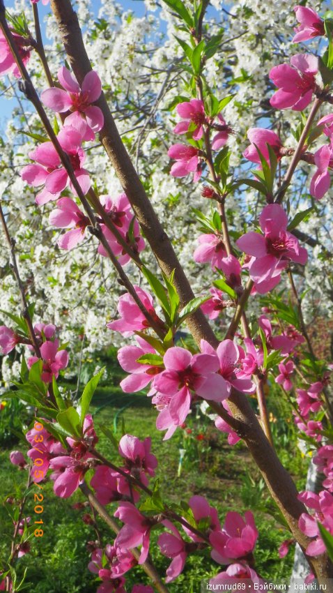 Прекрасные мгновения весны