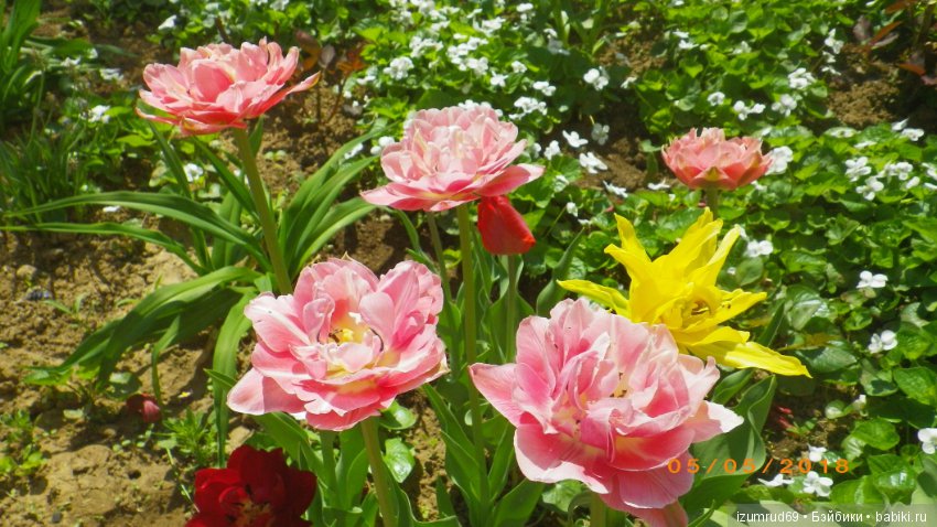 Прекрасные мгновения весны