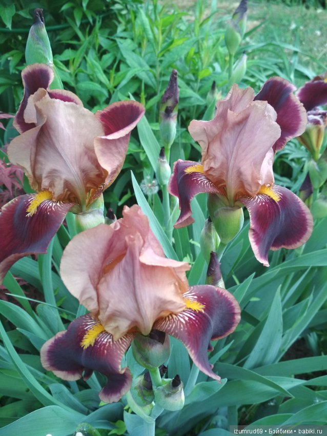 Прекрасные мгновения весны