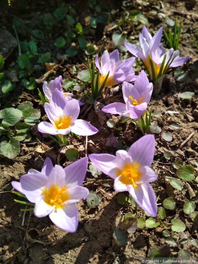 Прекрасные мгновения весны (фото 2)