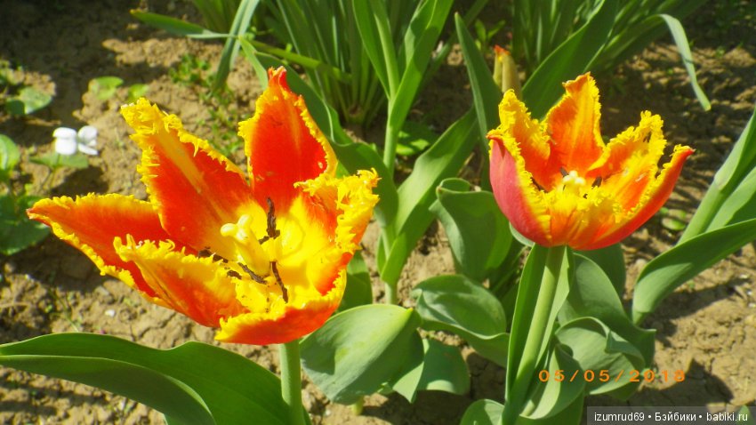 Прекрасные мгновения весны