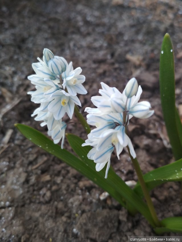 Прекрасные мгновения весны (фото 5)