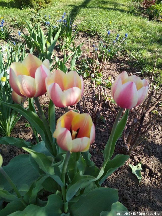 Прекрасные мгновения весны