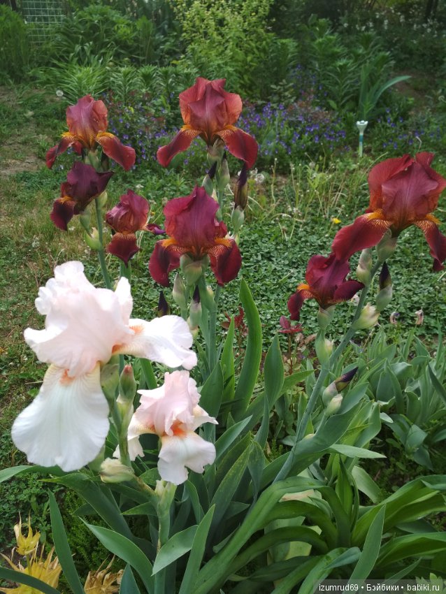 Прекрасные мгновения весны