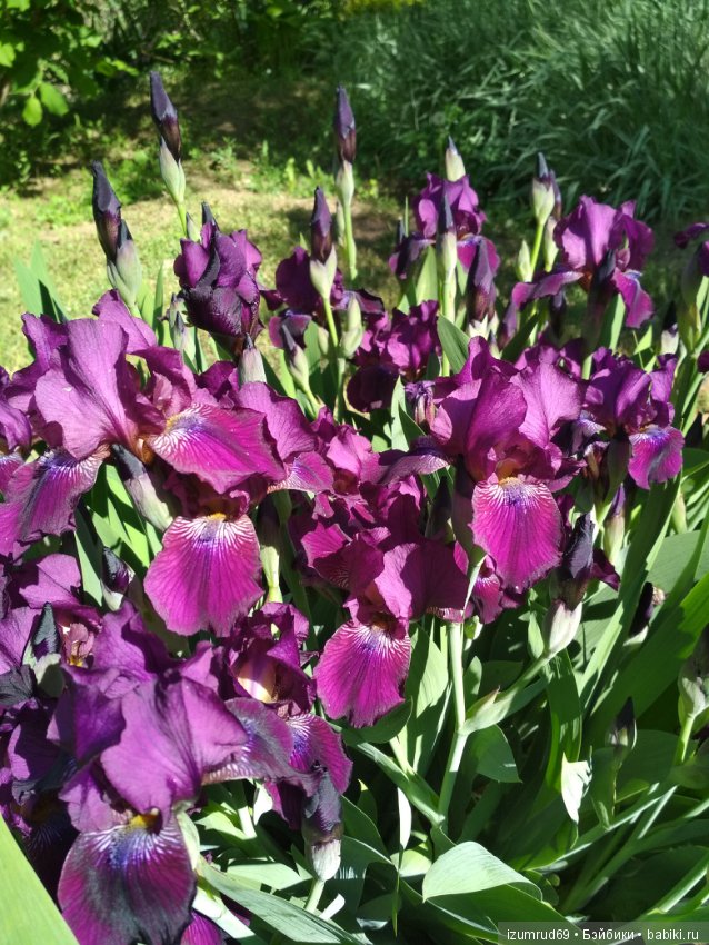 Прекрасные мгновения весны