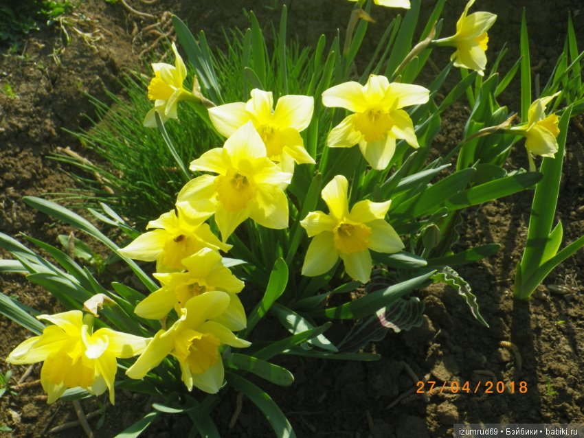 Прекрасные мгновения весны (фото 8)