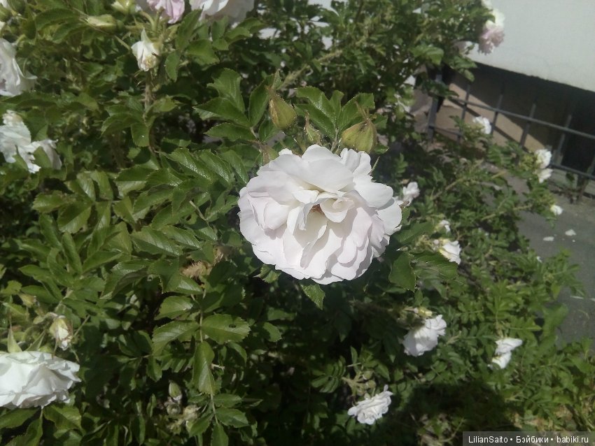 Отечество нам Царское Село