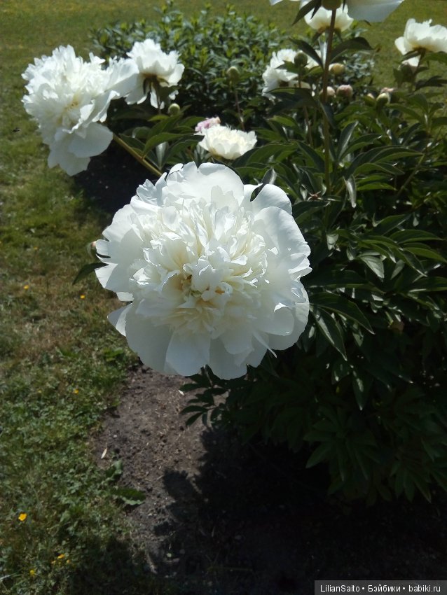 Отечество нам Царское Село