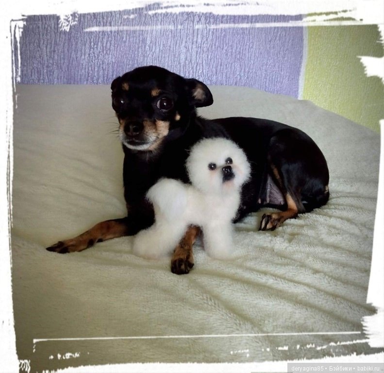 Бишон фризе — Валяные игрушки из шерсти: сухое валяние