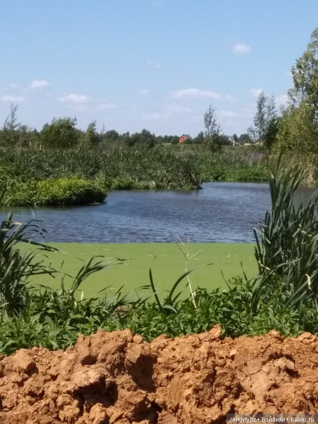 Кое-что из жизни лягушек — Фигурки Studio