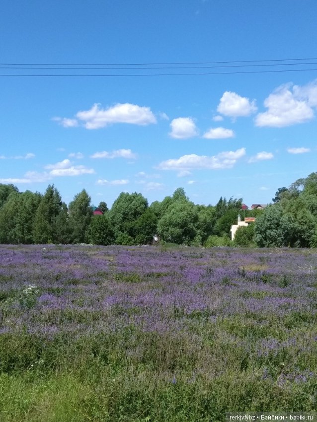 Кое-что из жизни лягушек — Фигурки Studio