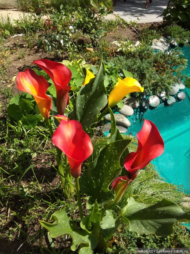 Кое-что из жизни лягушек — Фигурки Studio