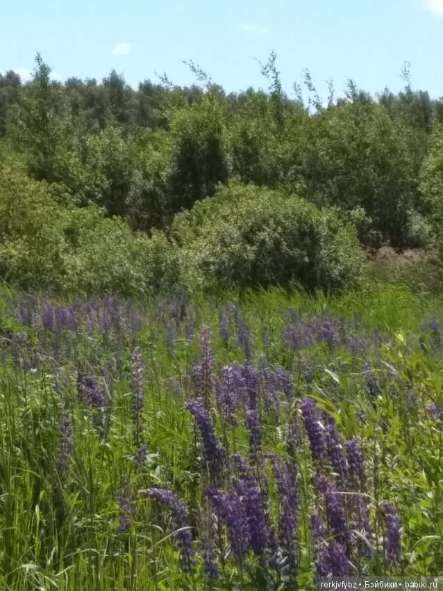 Кое-что из жизни лягушек — Фигурки Studio