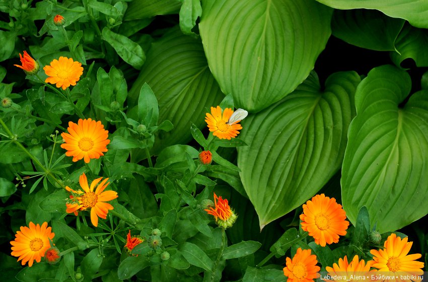 Цветоводство — Куклы Iplehouse (Иплхаус): BJD (БЖД) (фото 3)