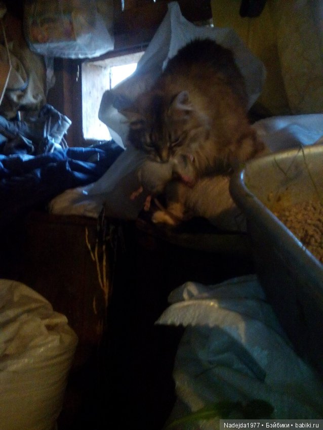 Как наша фея София ягоды собирала и гуляла