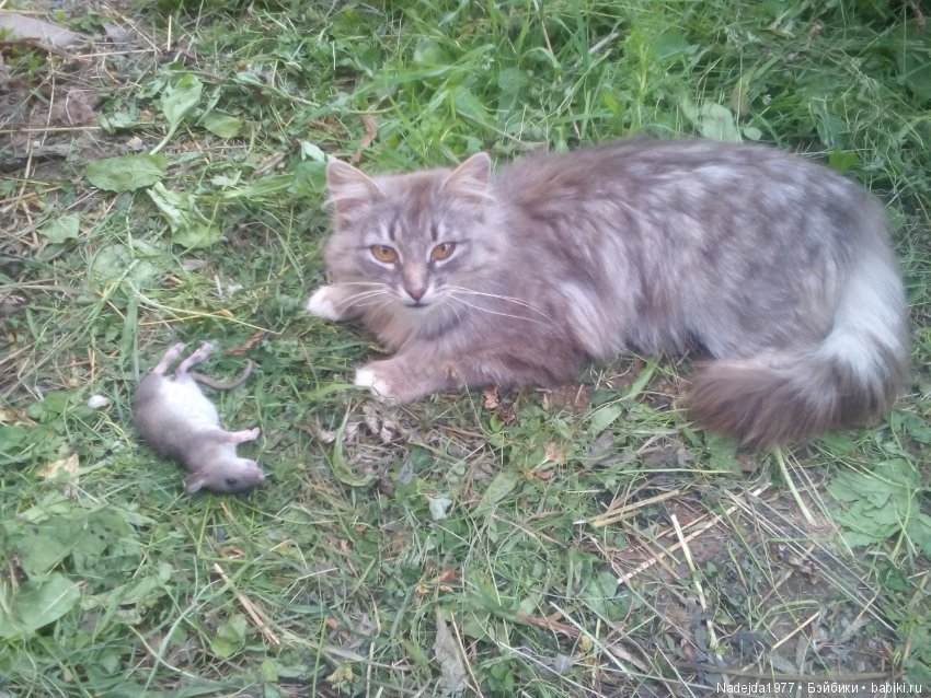 Как наша фея София ягоды собирала и гуляла