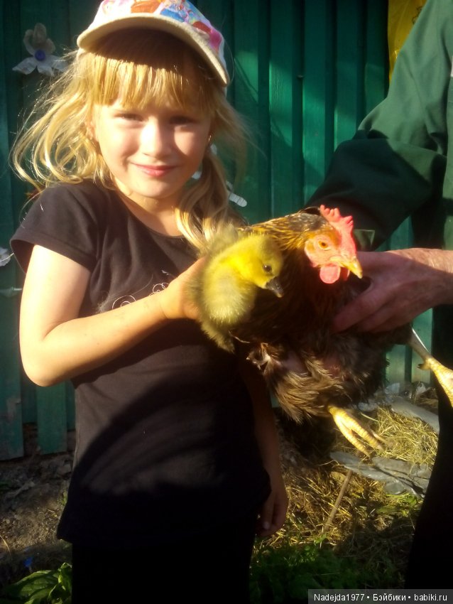 Как наша фея София ягоды собирала и гуляла