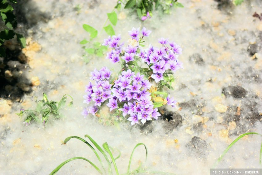 Тополиный пух, жара, почти июль