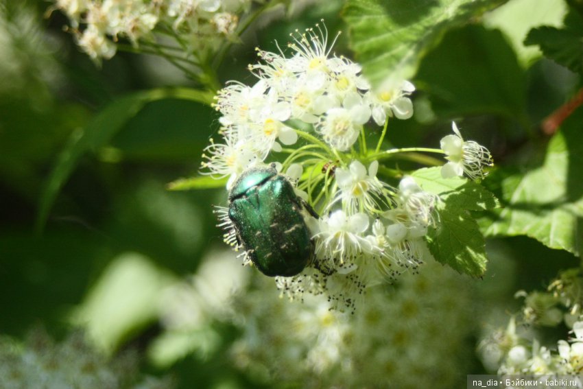 Тополиный пух, жара, почти июль