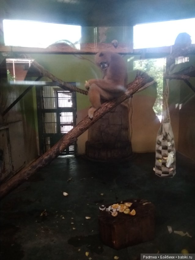 Первая прогулка с куклой, или Машка в зоопарке (фото 9)