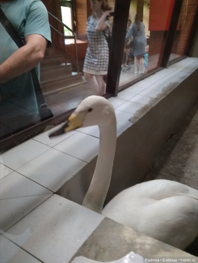 Первая прогулка с куклой, или Машка в зоопарке