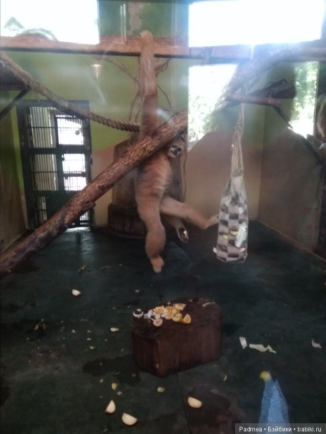 Первая прогулка с куклой, или Машка в зоопарке (фото 10)