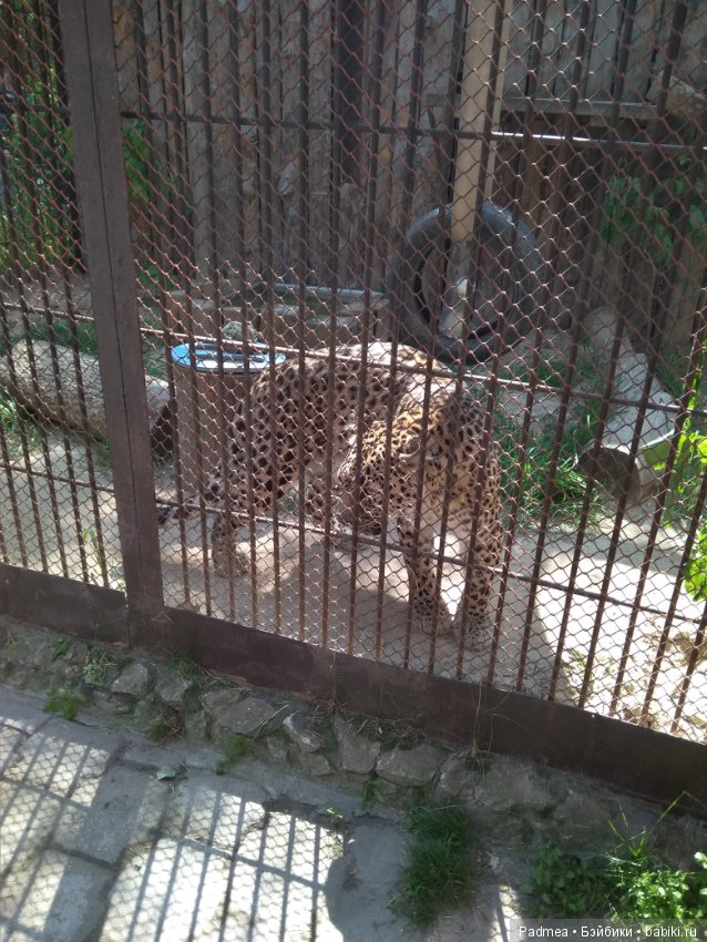 Первая прогулка с куклой, или Машка в зоопарке