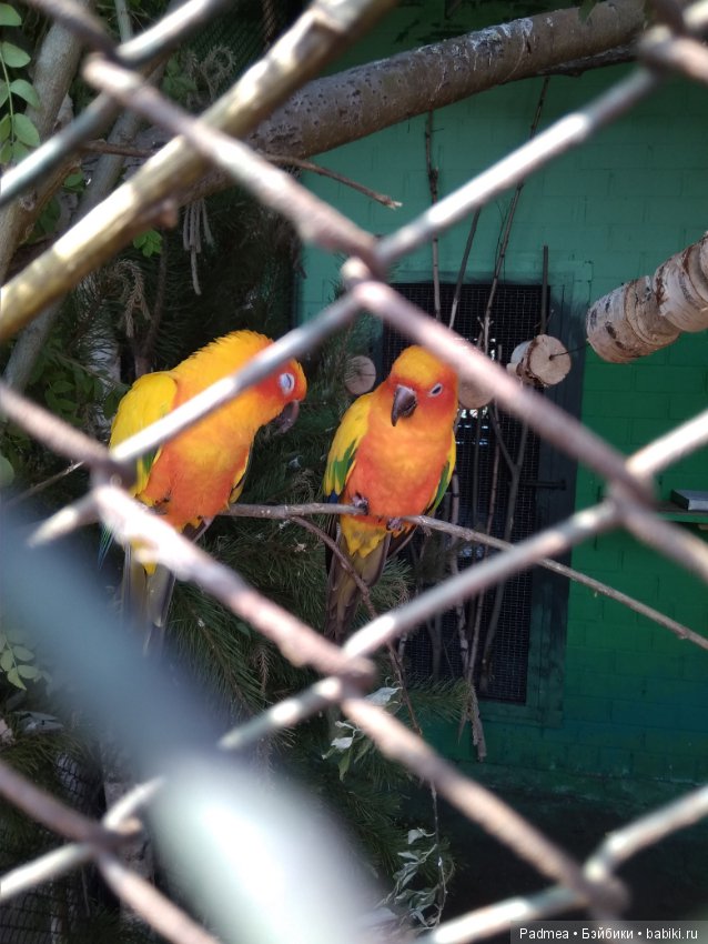 Первая прогулка с куклой, или Машка в зоопарке