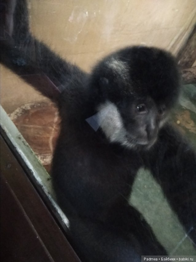 Первая прогулка с куклой, или Машка в зоопарке (фото 8)