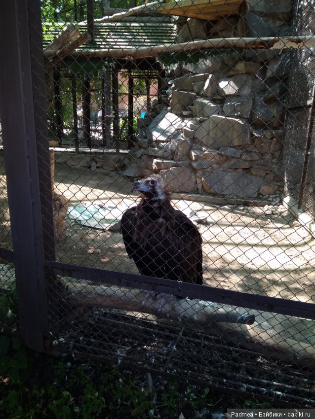 Первая прогулка с куклой, или Машка в зоопарке