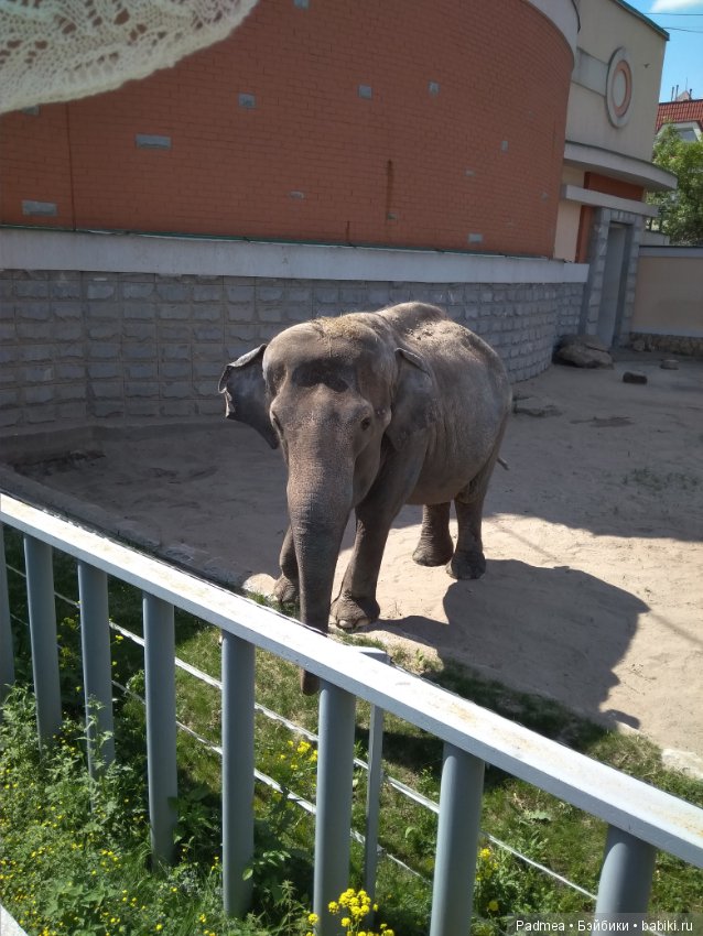 Первая прогулка с куклой, или Машка в зоопарке