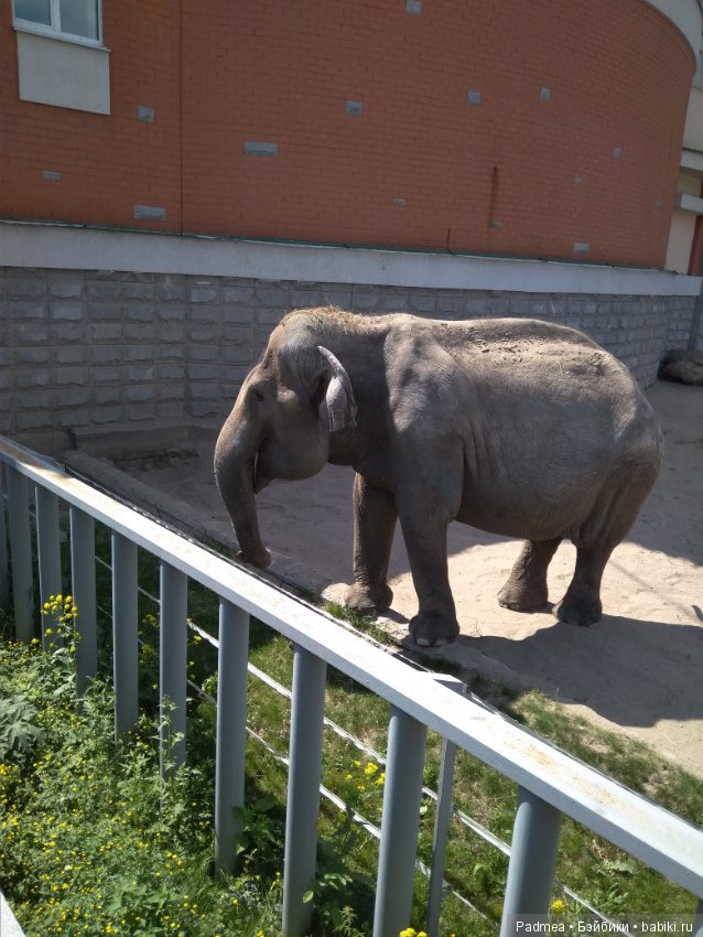 Первая прогулка с куклой, или Машка в зоопарке