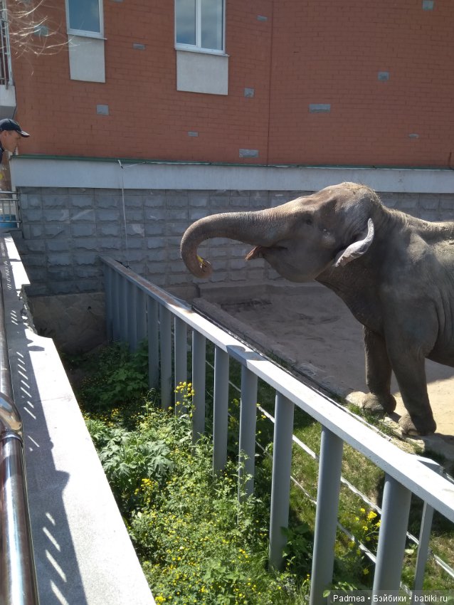 Первая прогулка с куклой, или Машка в зоопарке