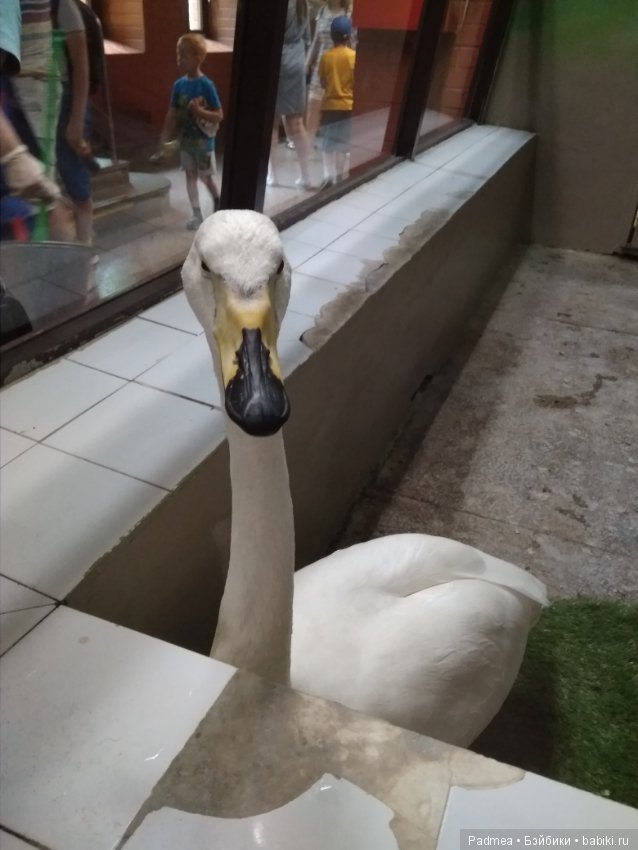 Первая прогулка с куклой, или Машка в зоопарке