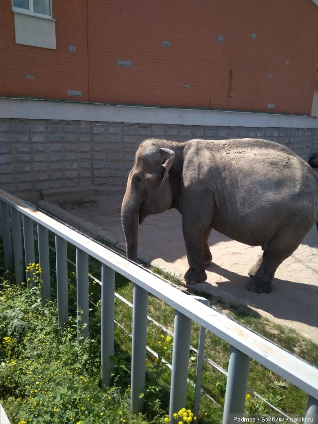 Первая прогулка с куклой, или Машка в зоопарке