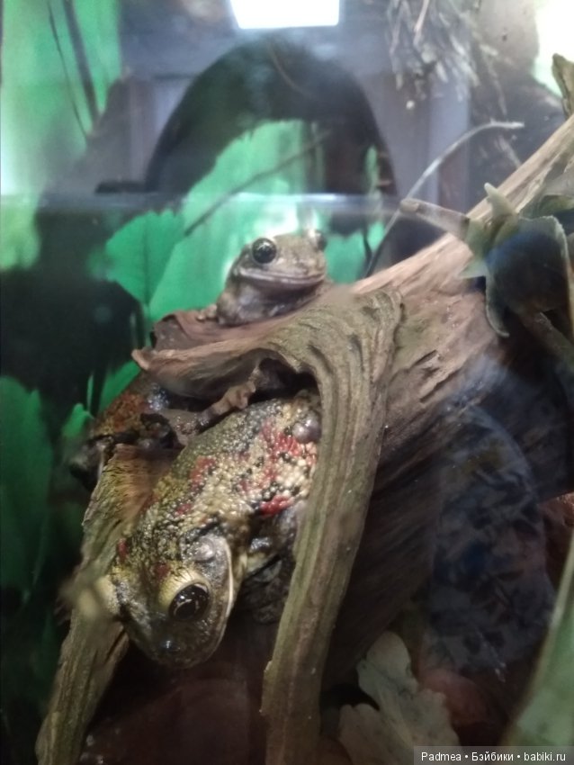 Первая прогулка с куклой, или Машка в зоопарке