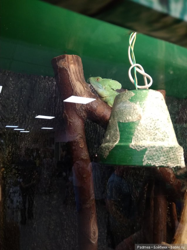 Первая прогулка с куклой, или Машка в зоопарке